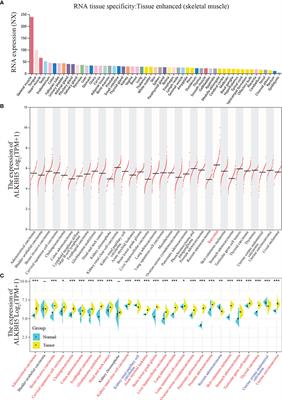 Pan-Cancer Analysis Shows That ALKBH5 Is a Potential Prognostic and Immunotherapeutic Biomarker for Multiple Cancer Types Including Gliomas